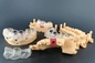 Alta velocità biocompatibile di For Dental Medical della stampante automatica della resina 3D